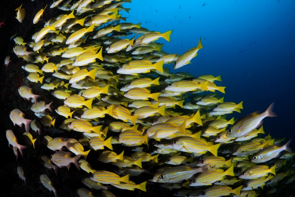 HOUSE REEF